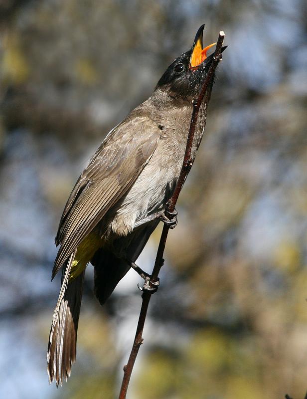 frieda 054.jpg - Sang is 'n vloeiende 'tjeloop tjriep tjoop'